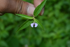 Impatiens minor